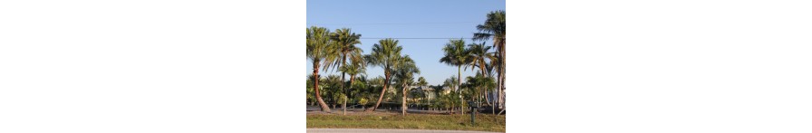 Other Palms